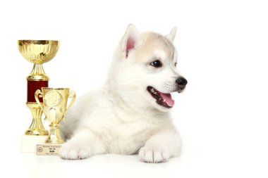 Ödüllü Sibirya Husky köpeği.