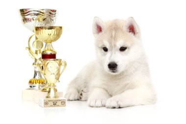 Ödüllü Sibirya Husky köpeği.