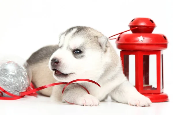 Adorable Cachorro Husky Siberiano Sobre Fondo Blanco Concepto Vacaciones Navidad — Foto de Stock