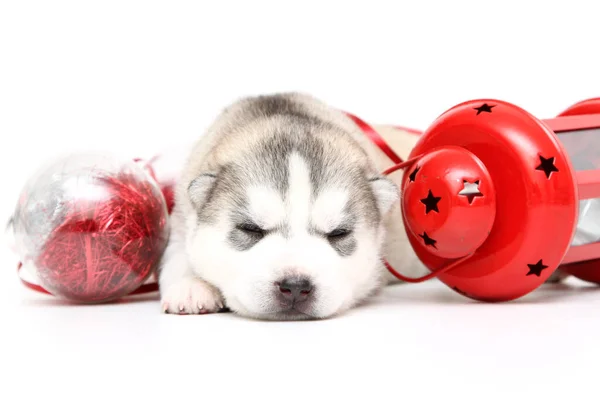 Adorable Cachorro Husky Siberiano Sobre Fondo Blanco Concepto Vacaciones Navidad — Foto de Stock