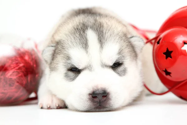 Entzückender Siberian Husky Welpe Auf Weißem Hintergrund Weihnachtsurlaub Konzept — Stockfoto