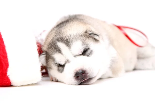 Adorable Cachorro Husky Siberiano Sobre Fondo Blanco Concepto Vacaciones Navidad — Foto de Stock