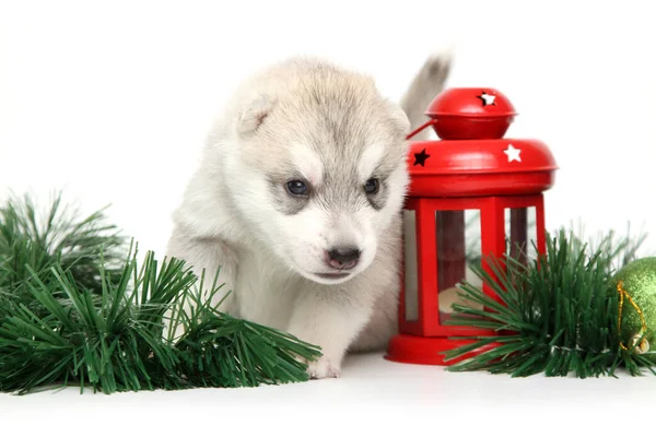 Симпатичный Сибирский Хаски Щенок Белом Фоне Рождественская Праздничная Концепция — стоковое фото