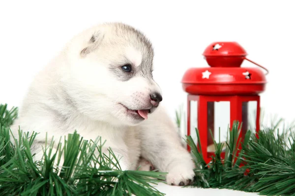 Adorable Cachorro Husky Siberiano Sobre Fondo Blanco Concepto Vacaciones Navidad — Foto de Stock