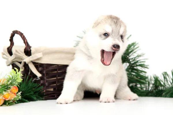 Adorable Siberian Husky Puppy White Background Christmas Holiday Concept — Stock Photo, Image