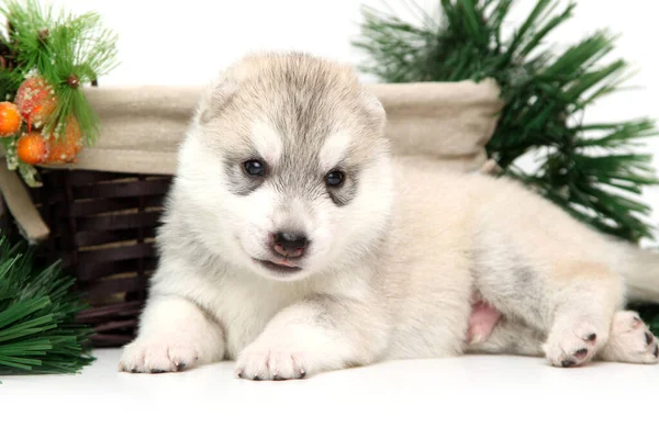 Adorabile Cucciolo Siberiano Husky Sfondo Bianco Concetto Festa Natale — Foto Stock