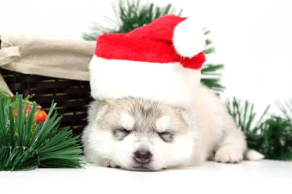 Schattige Siberische Husky Puppy Witte Achtergrond Kerstvakantie Concept — Stockfoto
