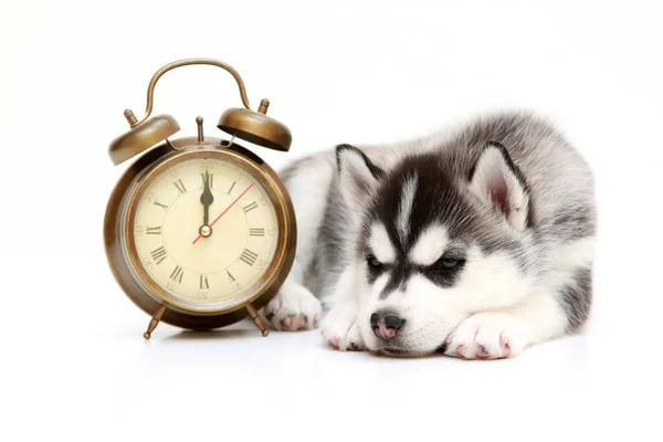 Adorável Cachorro Husky Siberiano Com Despertador Fundo Branco — Fotografia de Stock