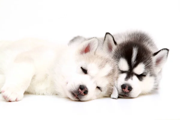 Anjing Husky Siberia Yang Manis Dengan Latar Belakang Putih — Stok Foto