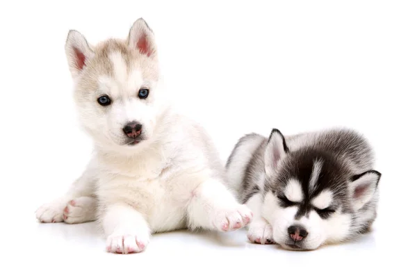 Adorabile Siberian Husky Cuccioli Sfondo Bianco — Foto Stock