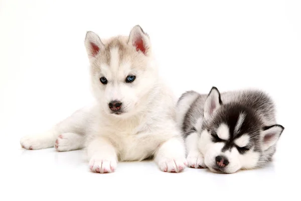 Schattige Siberische Husky Pups Witte Achtergrond — Stockfoto