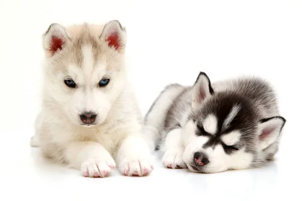 Schattige Siberische Husky Pups Witte Achtergrond — Stockfoto