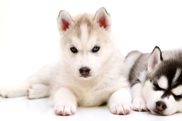 Adorável Siberiano Husky Filhotes Fundo Branco — Fotografia de Stock