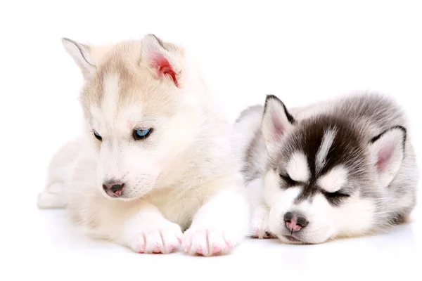 Adorável Siberiano Husky Filhotes Fundo Branco — Fotografia de Stock