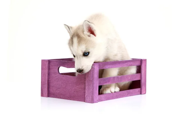 Entzückender Siberian Husky Welpe Kiste Auf Weißem Hintergrund — Stockfoto