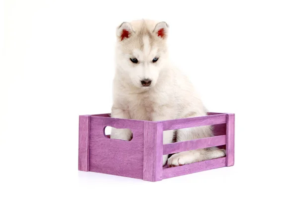 Adorável Siberian Husky Filhote Cachorro Caixa Fundo Branco — Fotografia de Stock