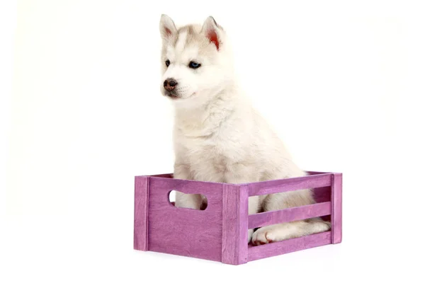 Adorable Cachorro Husky Siberiano Caja Sobre Fondo Blanco —  Fotos de Stock