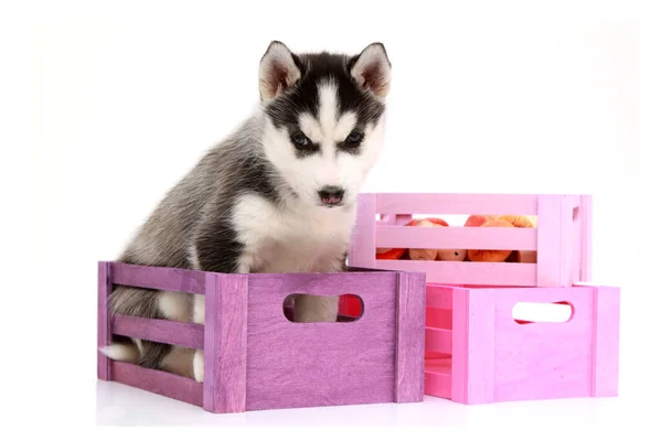 Adorable Siberian Husky Puppy Crate White Background — Stock Photo, Image