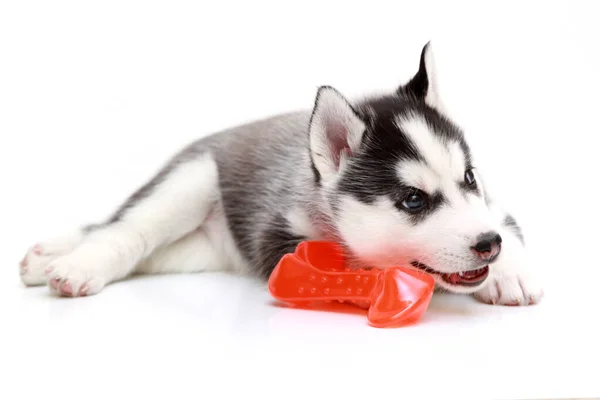 Juguetón Siberiano Husky Cachorro Sobre Fondo Blanco — Foto de Stock