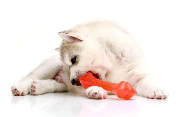 Brincalhão Siberian Husky Filhote Cachorro Fundo Branco — Fotografia de Stock