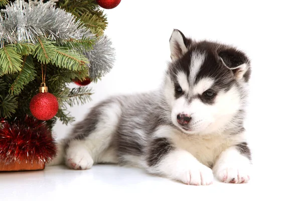 Adorable Siberian Husky Puppy White Background Christmas Holiday Concept — Stock Photo, Image