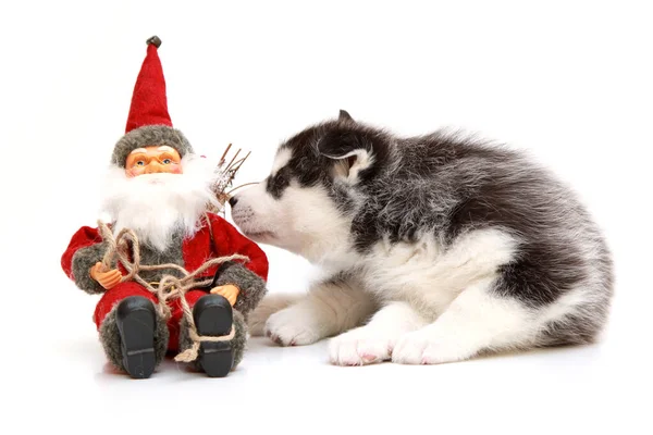 Entzückender Siberian Husky Welpe Auf Weißem Hintergrund Weihnachtsurlaub Konzept — Stockfoto