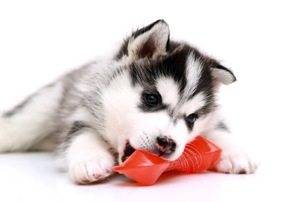 Juguetón Siberiano Husky Cachorro Sobre Fondo Blanco —  Fotos de Stock