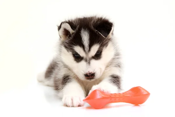 Juguetón Siberiano Husky Cachorro Sobre Fondo Blanco — Foto de Stock