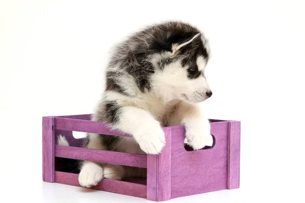 Entzückender Siberian Husky Welpe Kiste Auf Weißem Hintergrund — Stockfoto