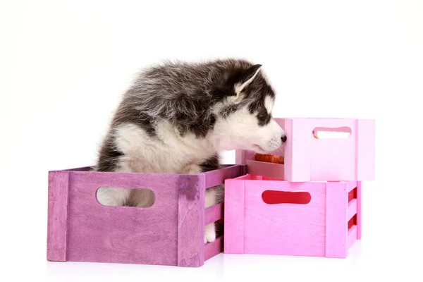 Entzückender Siberian Husky Welpe Kiste Auf Weißem Hintergrund — Stockfoto