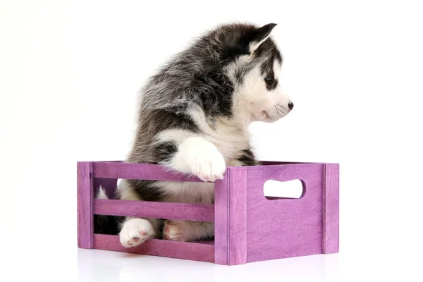 Adorável Siberian Husky Filhote Cachorro Caixa Fundo Branco — Fotografia de Stock