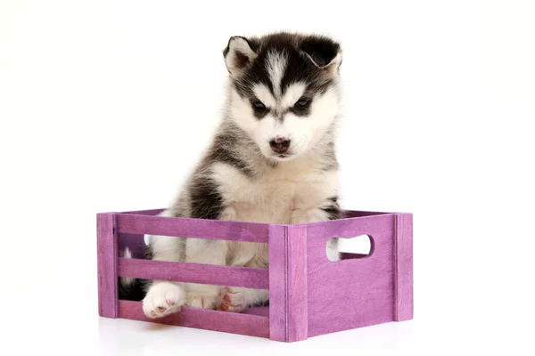 Adorável Siberian Husky Filhote Cachorro Caixa Fundo Branco — Fotografia de Stock