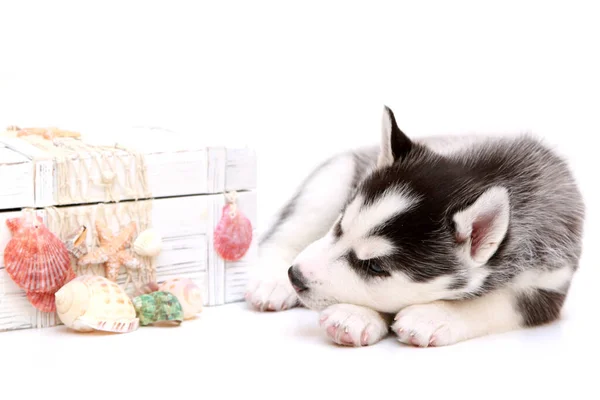 Adorable Cachorro Husky Siberiano Con Pecho Sobre Fondo Blanco —  Fotos de Stock