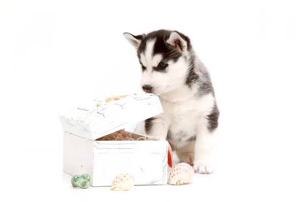 Adorável Cachorro Husky Siberiano Com Peito Fundo Branco — Fotografia de Stock