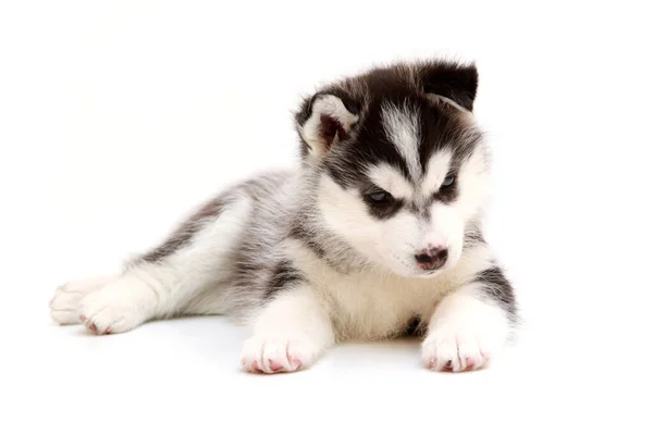 Adorável Cachorro Husky Siberiano Com Peito Fundo Branco — Fotografia de Stock