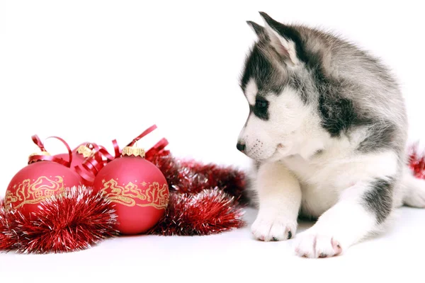 Cachorrinho Husky Siberiano Adorável Fundo Branco Conceito Feriado Natal — Fotografia de Stock