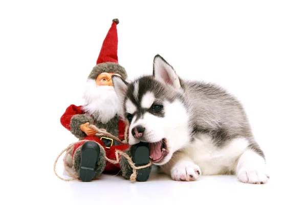 Entzückender Siberian Husky Welpe Auf Weißem Hintergrund Weihnachtsurlaub Konzept — Stockfoto