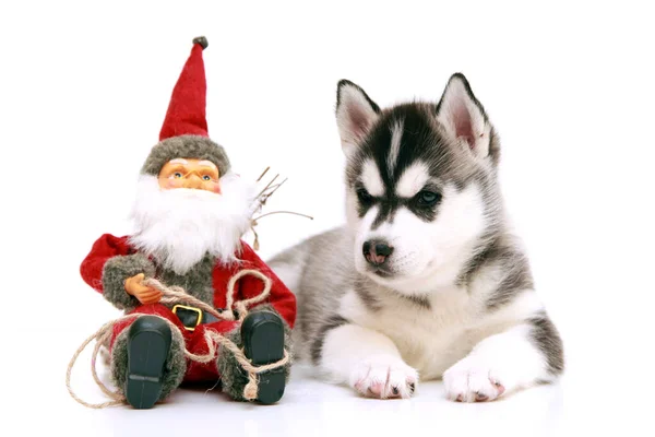 Entzückender Siberian Husky Welpe Auf Weißem Hintergrund Weihnachtsurlaub Konzept — Stockfoto