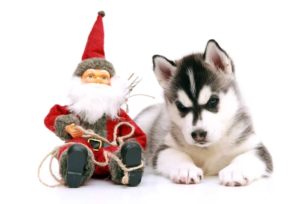 Entzückender Siberian Husky Welpe Auf Weißem Hintergrund Weihnachtsurlaub Konzept — Stockfoto