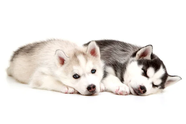 Adorável Siberiano Husky Filhotes Fundo Branco — Fotografia de Stock