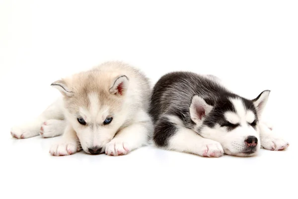白色背景的可敬西伯利亚哈士奇小狗 — 图库照片
