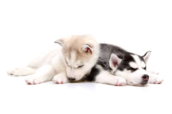 Schattige Siberische Husky Pups Witte Achtergrond — Stockfoto