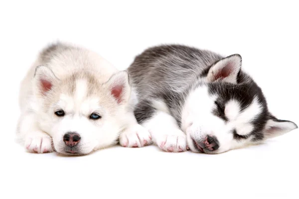 Adorables Cachorros Husky Siberianos Sobre Fondo Blanco — Foto de Stock