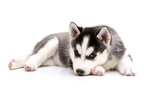 Adorável Siberian Husky Filhote Cachorro Fundo Branco — Fotografia de Stock