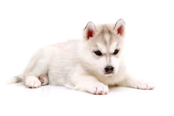 Adorável Siberian Husky Filhote Cachorro Fundo Branco — Fotografia de Stock