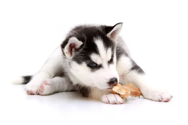 Schattige Siberische Husky Puppy Witte Achtergrond — Stockfoto