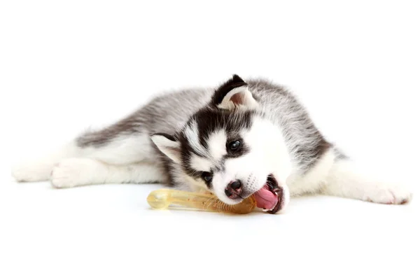 シベリアハスキー子犬とともに骨上の白い背景 — ストック写真