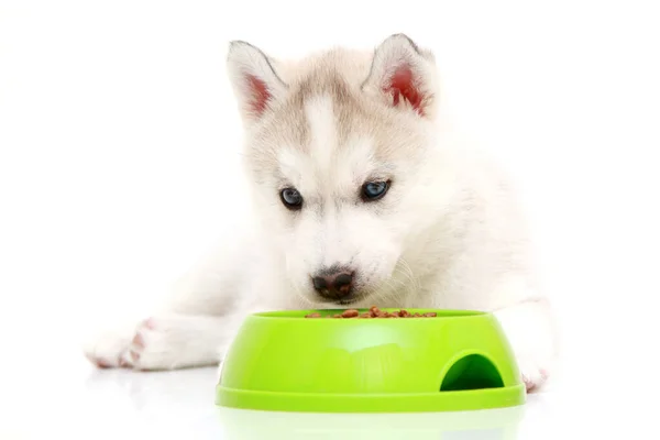 Siberian Husky Puppy Bowl Food — Stock Photo, Image