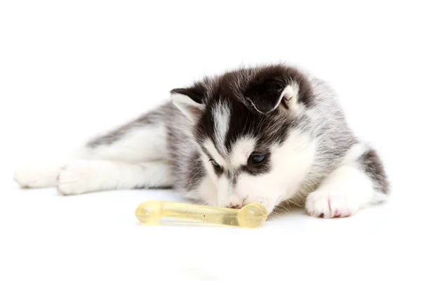 Adorabile Cucciolo Siberiano Husky Sfondo Bianco — Foto Stock