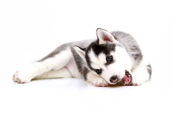 Adorável Siberian Husky Filhote Cachorro Fundo Branco — Fotografia de Stock